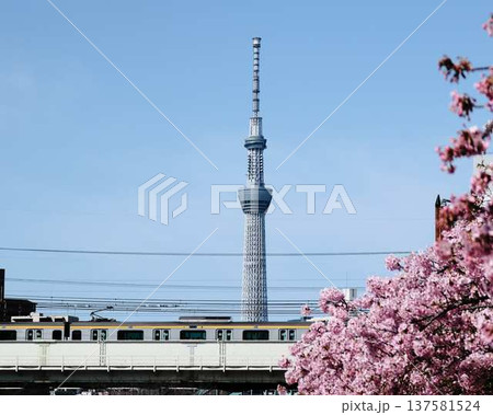 日本の東京都市景観 青空に映える東京スカイツリーと御殿場桜などを望む 日本の東京都市景観 青空に映える東京スカイツリーと御殿場桜などを望む 137581524