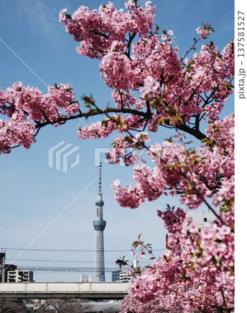 日本の東京都市景観 青空に映える東京スカイツリーと御殿場桜などを望む 日本の東京都市景観 青空に映える東京スカイツリーと御殿場桜などを望む 137581527