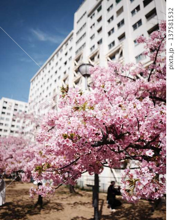 日本の東京都市景観 青空に映える東京スカイツリーと御殿場桜などを望む 日本の東京都市景観 青空に映える東京スカイツリーと御殿場桜などを望む 137581532