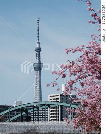 日本の東京都市景観 青空に映える東京スカイツリーと御殿場桜などを望む 日本の東京都市景観 青空に映える東京スカイツリーと御殿場桜などを望む 137581534
