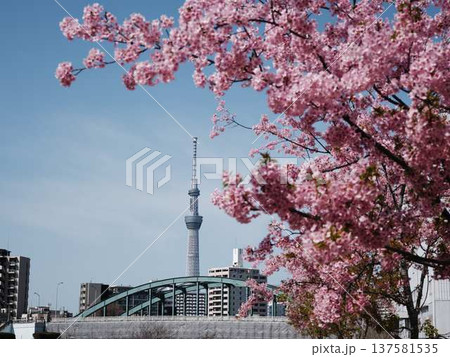 日本の東京都市景観 青空に映える東京スカイツリーと御殿場桜などを望む 137581535