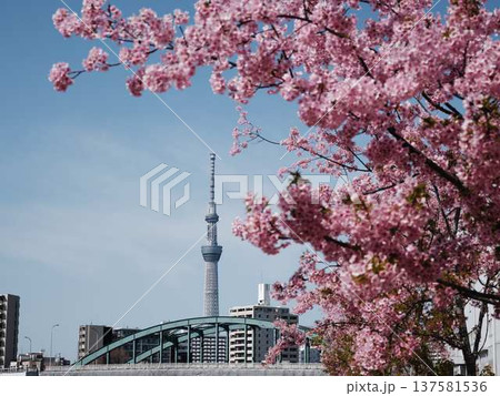 日本の東京都市景観 青空に映える東京スカイツリーと御殿場桜などを望む 日本の東京都市景観 青空に映える東京スカイツリーと御殿場桜などを望む 137581536