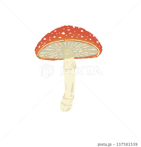 ベニテングダケ（単体・裏側・ヒダ）の手描きイラスト素材 137581539