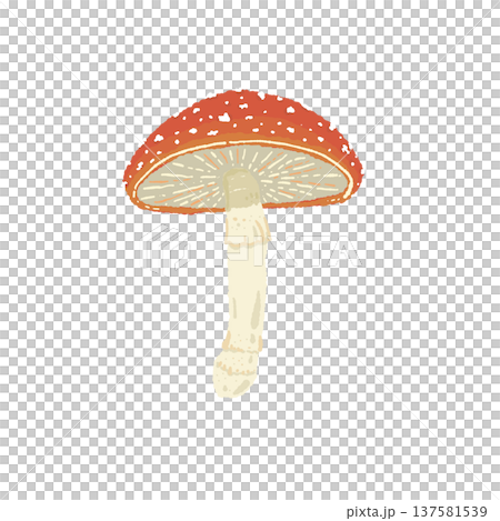 ベニテングダケ（単体・裏側・ヒダ）の手描きイラスト素材 137581539