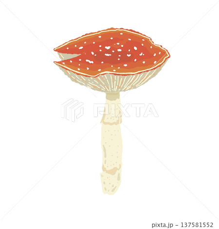 ベニテングダケ(単体・横向き)の手描きイラスト素材 ベニテングダケ(単体・横向き)の手描きイラスト素材 137581552