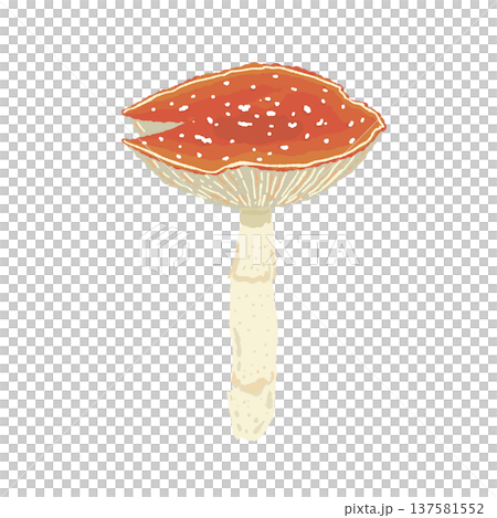ベニテングダケ(単体・横向き)の手描きイラスト素材 ベニテングダケ(単体・横向き)の手描きイラスト素材 137581552