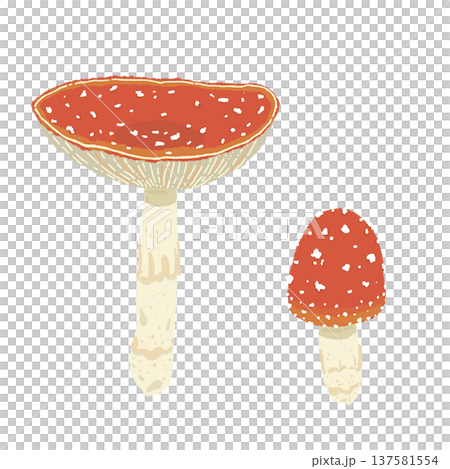 手繪的兩種毒蠅傘(一大一小一對)插圖 手繪的兩種毒蠅傘(一大一小一對)插圖 137581554