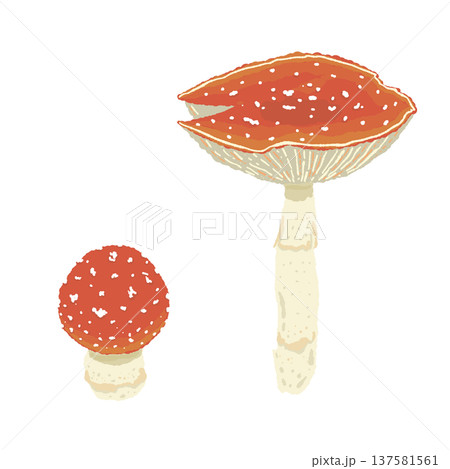 2本のベニテングダケ（大小ペア・バリエーション3）の手描きイラスト素材 137581561