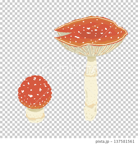 手繪的兩種毒蠅傘（大一小一對，變體 3）插圖 137581561