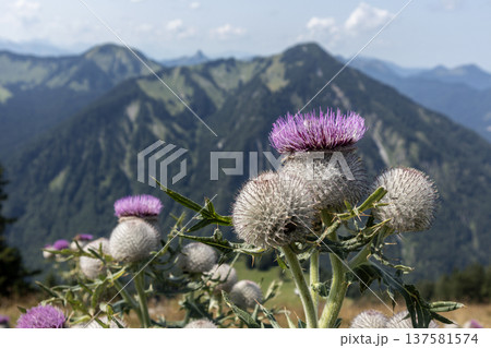 Bodenschneid mountain tour in springtime, Bavaria, Germany Bodenschneid mountain tour in springtime, Bavaria, Germany 137581574
