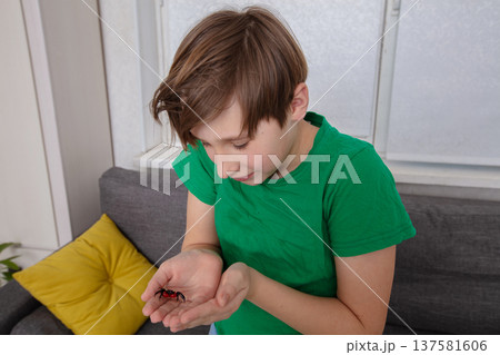 Young boy observing a red insect indoors at home during the afternoon 137581606