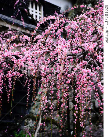 早春の梅の花、梅、ピンクの花びらが可愛い 137581629