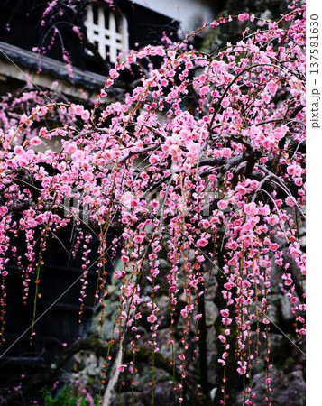 早春の梅の花、梅、ピンクの花びらが可愛い 137581630