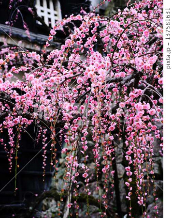 早春の梅の花、梅、ピンクの花びらが可愛い 早春の梅の花、梅、ピンクの花びらが可愛い 137581631