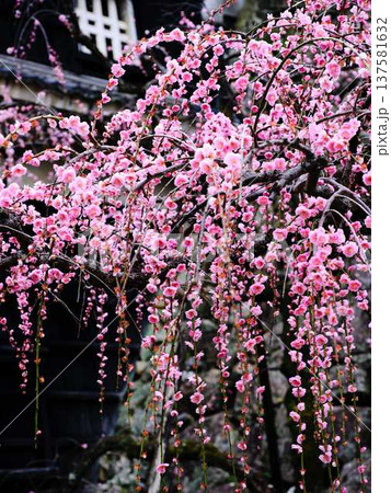 早春の梅の花、梅、ピンクの花びらが可愛い 早春の梅の花、梅、ピンクの花びらが可愛い 137581632