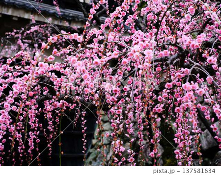 早春の梅の花、梅、ピンクの花びらが可愛い 早春の梅の花、梅、ピンクの花びらが可愛い 137581634
