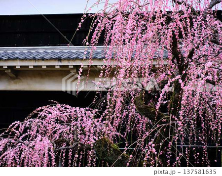 早春の梅の花、梅、ピンクの花びらが可愛い 137581635