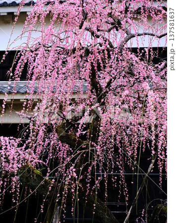 早春の梅の花、梅、ピンクの花びらが可愛い 早春の梅の花、梅、ピンクの花びらが可愛い 137581637