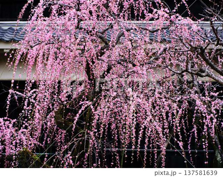 早春の梅の花、梅、ピンクの花びらが可愛い 早春の梅の花、梅、ピンクの花びらが可愛い 137581639