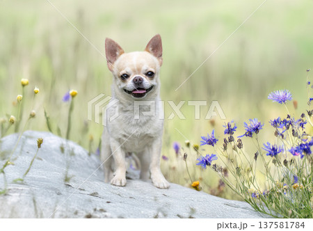 chihuahua in nature chihuahua in nature 137581784