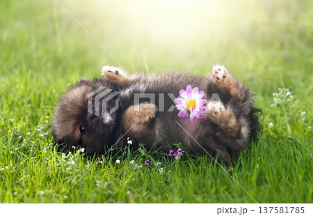 puppy pomeranian in grass puppy pomeranian in grass 137581785