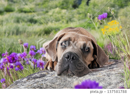 puppy cane corso 137581788