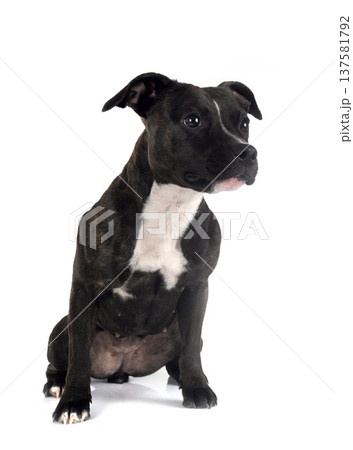 staffordshire bull terrier staffordshire bull terrier 137581792