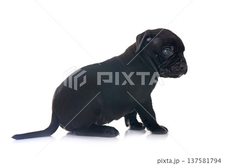 puppy bully XXL in studio puppy bully XXL in studio 137581794