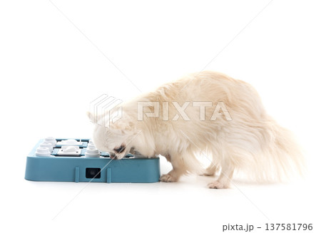chihuahua in studio 137581796