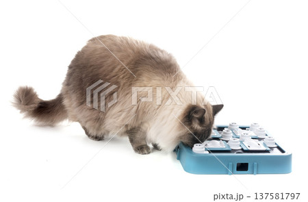 siberian cat in studio 137581797