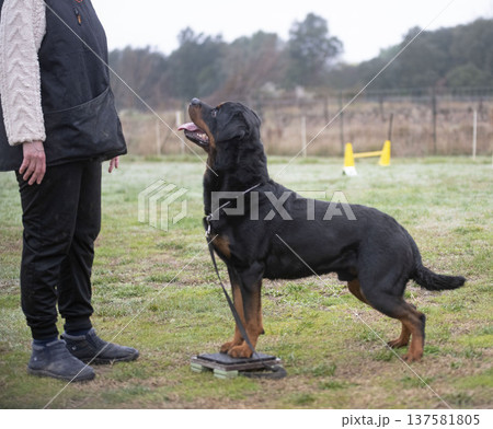 obedience training with a rottweiler obedience training with a rottweiler 137581805
