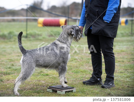 Standard Schnauzer in nature Standard Schnauzer in nature 137581806