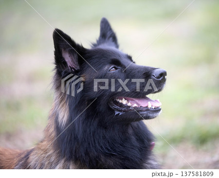 training of belgian shepherd 137581809