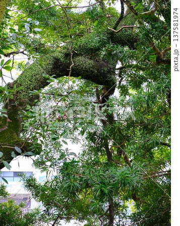 高知城の梅　遅咲き 137581974