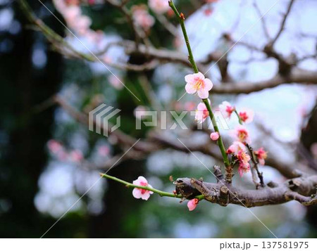 高知城の梅　遅咲き 137581975