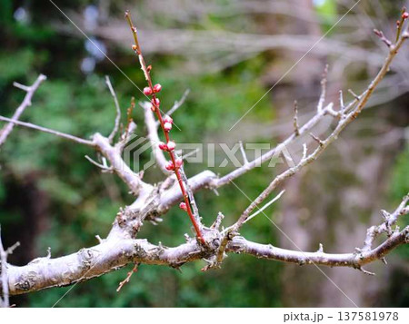 高知城の梅　遅咲き 137581978