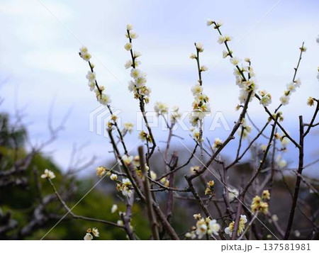高知城の梅 遅咲き 高知城の梅 遅咲き 137581981