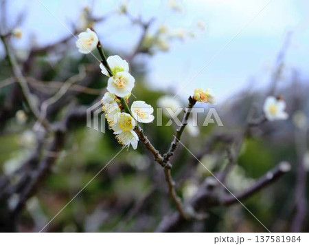高知城の梅　遅咲き 137581984