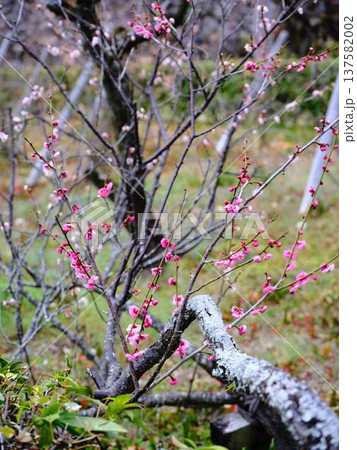 高知城の梅 遅咲き 高知城の梅 遅咲き 137582002