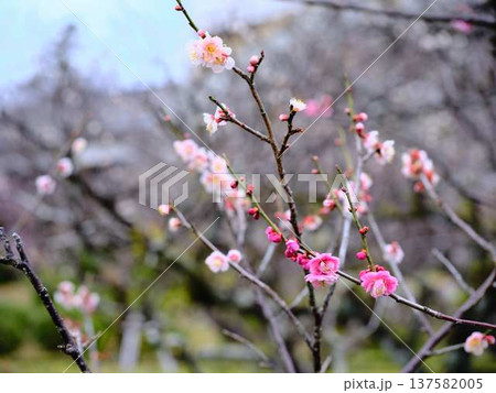 高知城の梅　遅咲き 137582005
