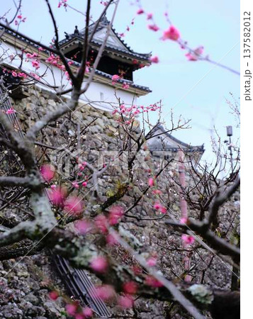 高知城の梅　遅咲き 137582012