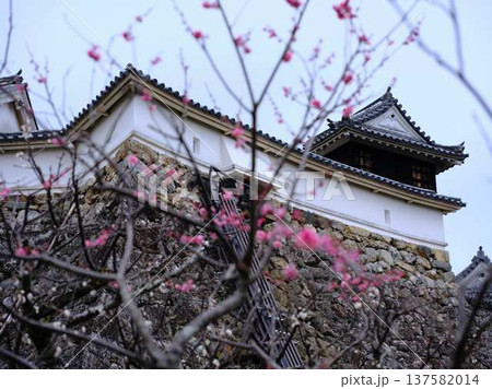 高知城の梅　遅咲き 137582014