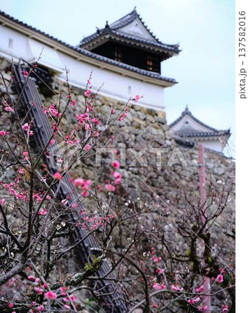 高知城の梅　遅咲き 137582016