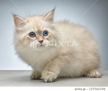 White Siberian colorpoint kitten Neva Masquerade with blue eyes White Siberian colorpoint kitten Neva Masquerade with blue eyes 137582356