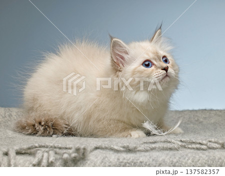 White Siberian colorpoint kitten Neva Masquerade with blue eyes White Siberian colorpoint kitten Neva Masquerade with blue eyes 137582357