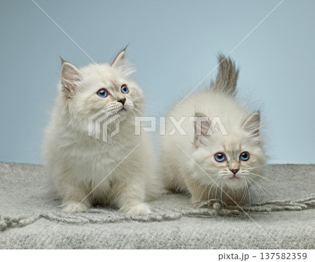 White Siberian colorpoint kittens Neva Masquerade with blue eyes 137582359