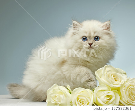 White Siberian colorpoint kittens Neva Masquerade with blue eyes and roses 137582361