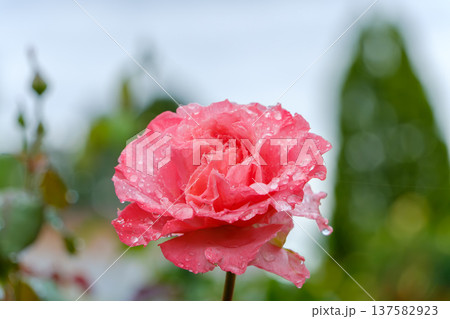 雨上がりの水滴を纏ったピンクの薔薇 137582923