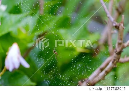 朝露に濡れた蜘蛛の巣と小さな蜘蛛 朝露に濡れた蜘蛛の巣と小さな蜘蛛 137582945