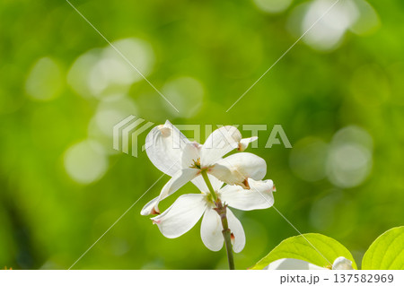 眩い新緑を背景に咲く白の花水木 眩い新緑を背景に咲く白の花水木 137582969